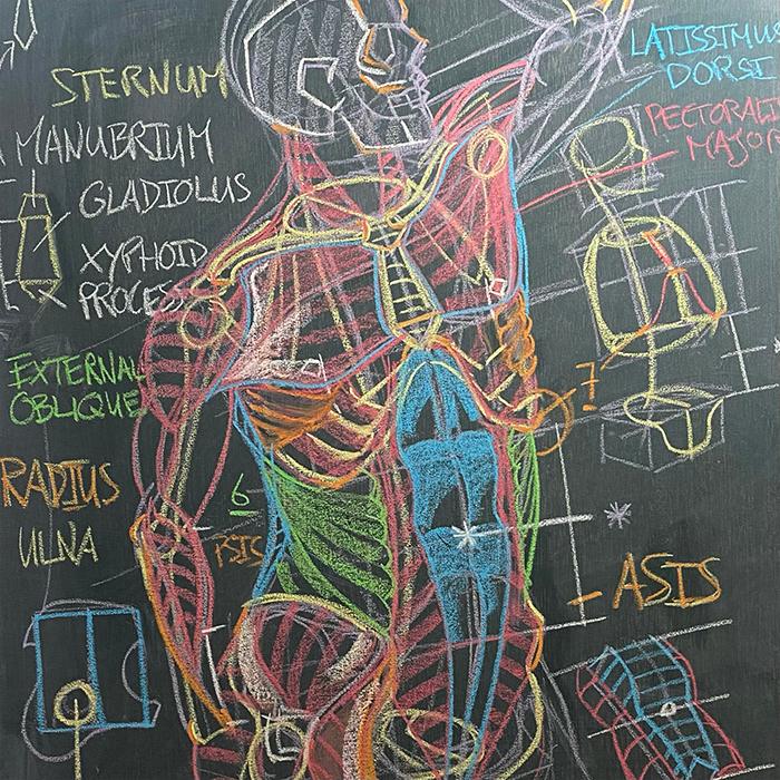 Constructive Anatomy